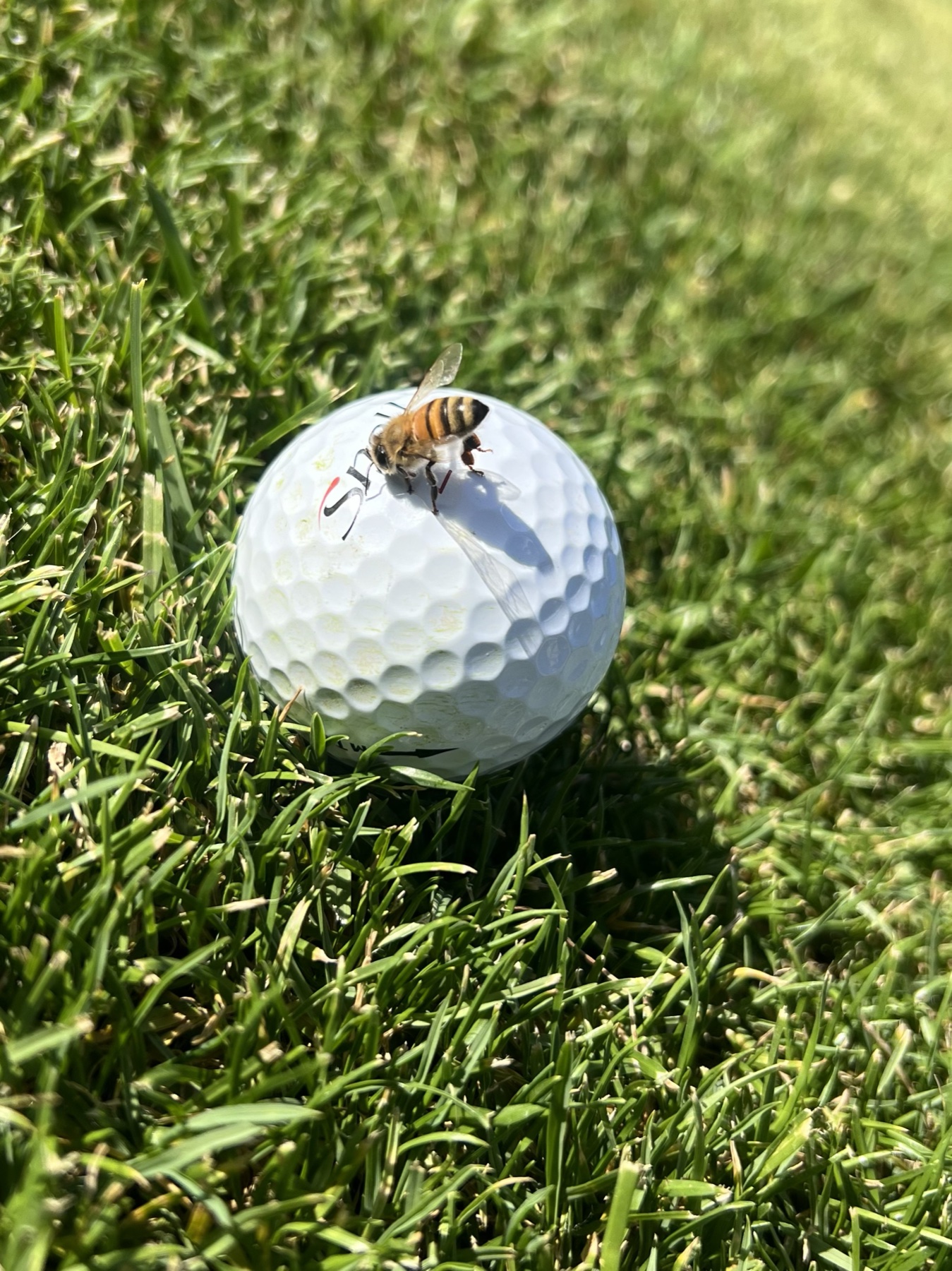 Even the bees are playing through.